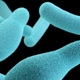 A medical illustration of Clostridium bacteria in their spore form, which can produce a potent toxin under the right conditions.